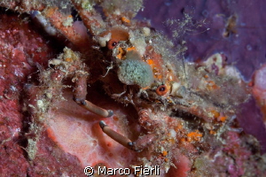 Blunt Decorated Crab by Marco Fierli 